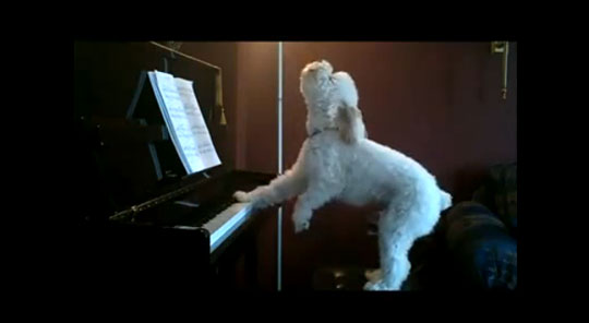 トム・ウェイツのような弾き語り犬 / Poodle Dog Playing Piano & Singing
